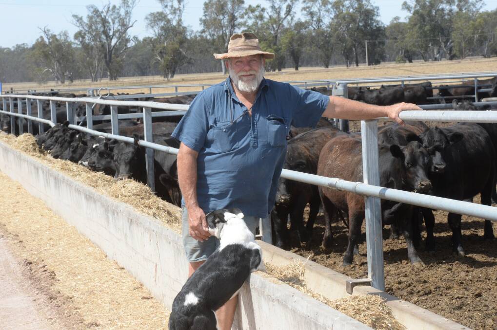 Steve McKay, "Chestnut Farm", Yanco, feeds citrus pulp to his feedlot cattle for palatability and nutrition.