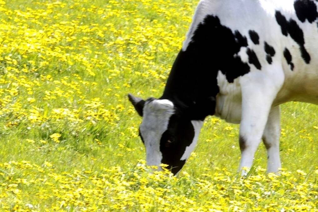 A golden year: Australian dairy farm incomes have increased dramatically.