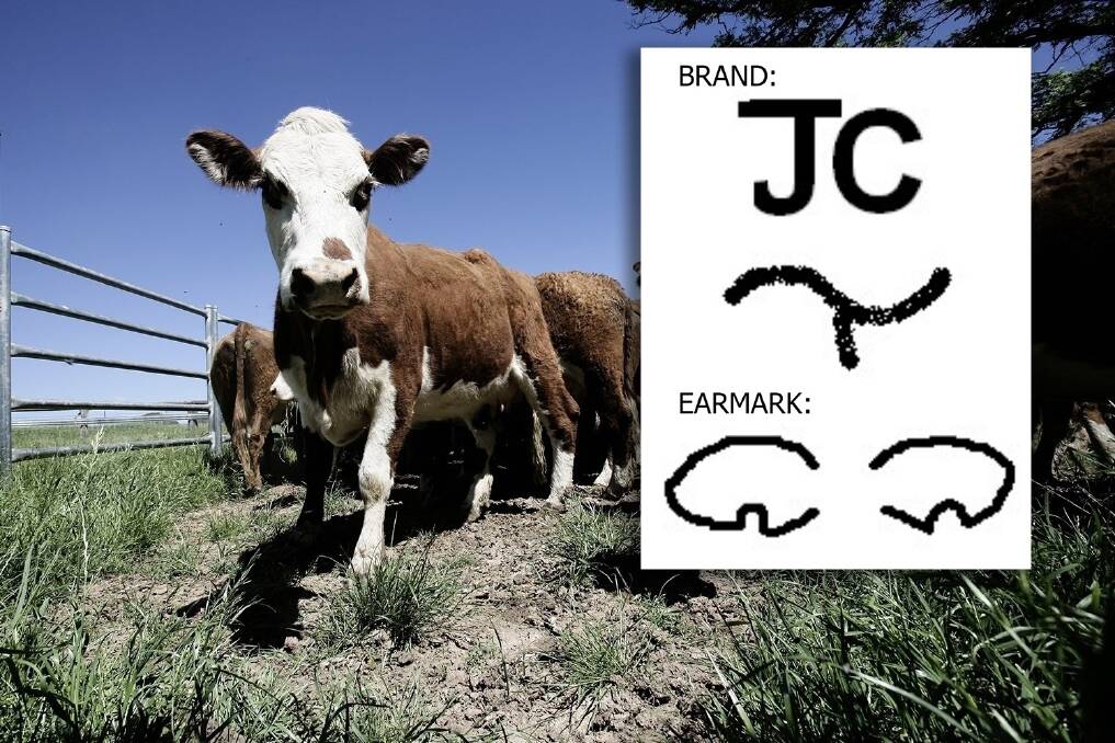 INSET: The ear mark and brand on the missing cattle.