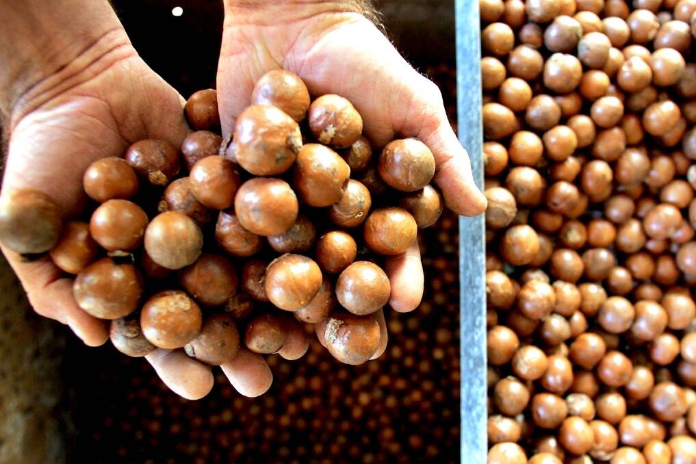 'Nut rage' boosts local maca market