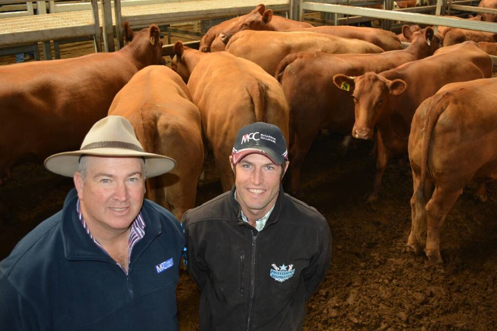 Lindsay Fryer, McCarron Cullinane, Orange, with BST Pastoral Company manager Stuart Hobbs, Molong, who sold a big line of Red Angus cows with calves at the Carcoar store cattle sale last Friday. The top pen sold for $1375 and were three to five years old.