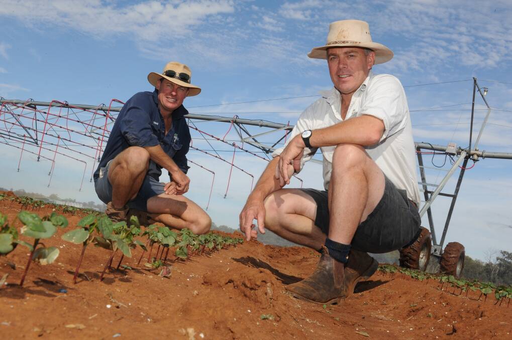 Sunland Agriculture director, Tim Watson (right), â€œLanes Bridgeâ€, Hillston, talking with his farm manager Dave Winter (left), in a crop of BRF74 cotton.
