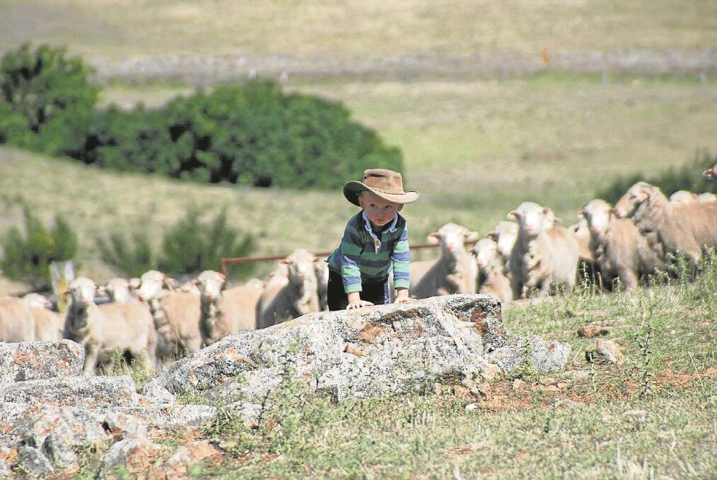 Charlie Wright, 3, with a mob of Merino wethers run by his grandfather, Les Wright, on "Icley", Orange.