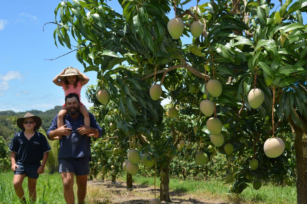 Mango grower Steve Baker "Sunnyplace" at Yelgun, and children Heidi, 5 and Josh, 9 in this season's crop.