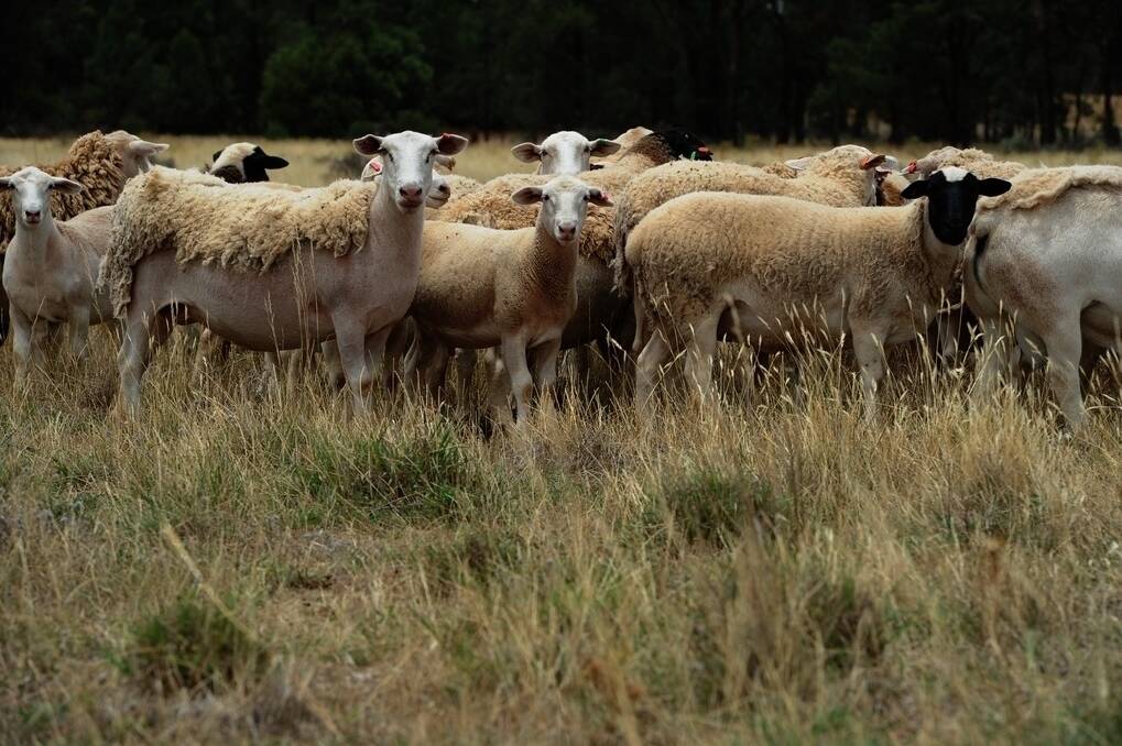 Mixed age Dorper ewes with lambs at "Eden Valley"Trundle