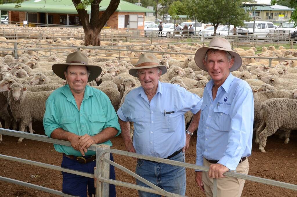 Top Merino ewe price of $150 a head was paid for this pen of 198 ewes of Wallaloo Park blood August 2013 drop and June shorn at Narromine today. Pictured are the breeder Keith Mudford “Irimbia”, Gilgandra,, buyer Allan Walker, “Erlside”, Warren, and agent Paul Alchin of Christie and Hood, Gilgandra.