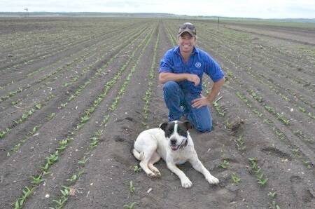 Brothers Mick and James Hockey, “Springfield”, Springridge, are taking advantage of late rain to grow a summer-sown mungbean crop. At the current prices of around $1200 a tonne they felt it was too good to pass up. Mick Hockey is pictured in the emerging crop with his dog Lilly.