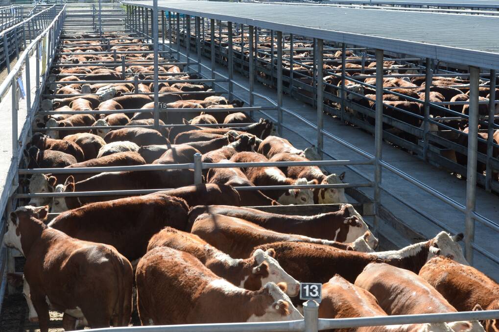 The Eastern Young Cattle Indicator went above 450 cents a kilogram today.