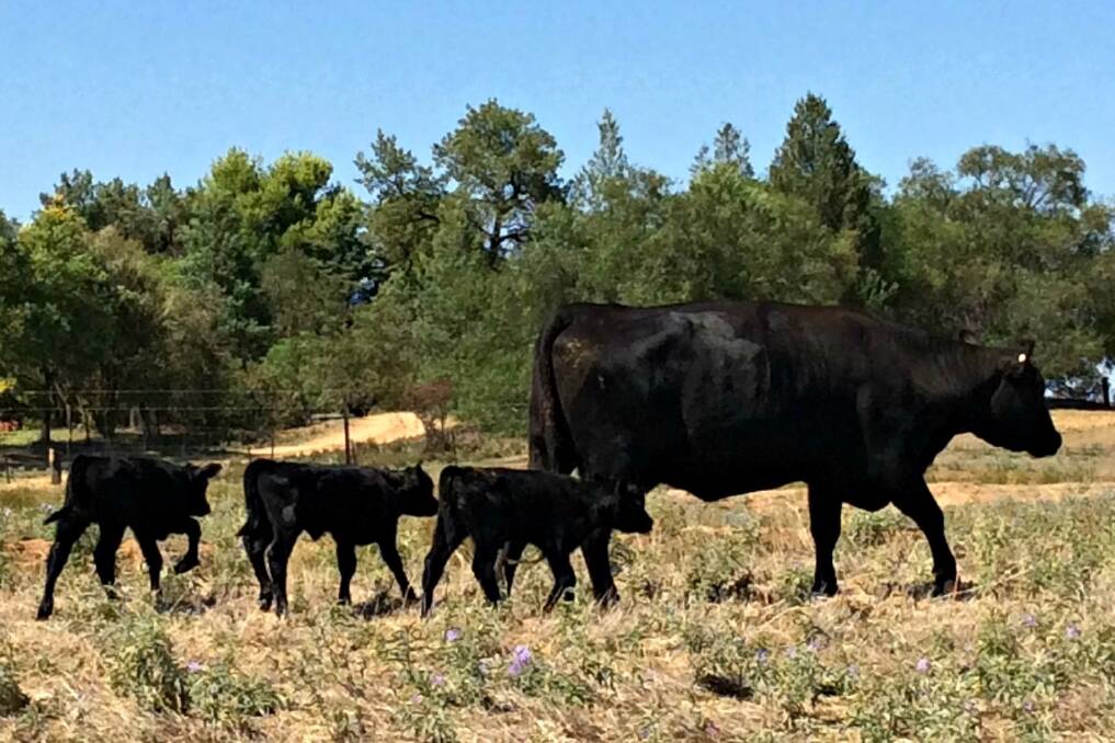 Angus cow Moo Moo with her triplets, Huey, Dewey and Louie. Photo: Carolyn Dossetor