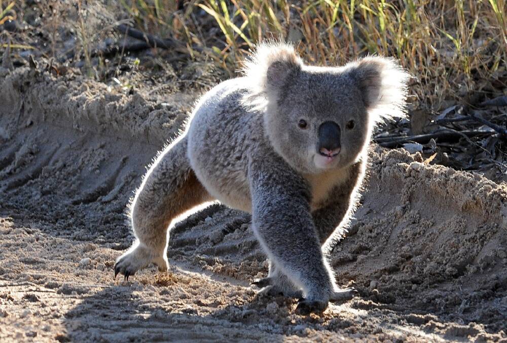 Coast should be insulted by koala park plan
