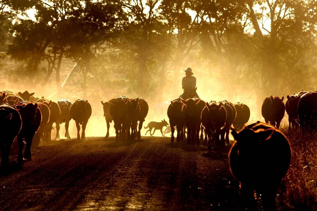 Cattle market takes cues from US