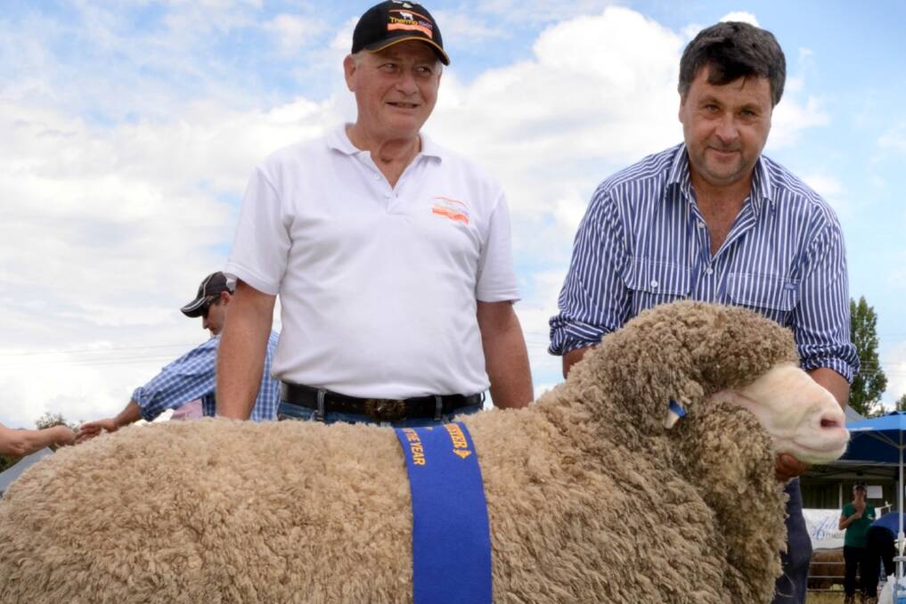 Thermoskin Sydney director Henry King presenting the ribbon to Drew Chapman, West Plains Poll Merino stud, Delegate, for the Thermoskin Ram of the Year at the Monaro Merino Muster.