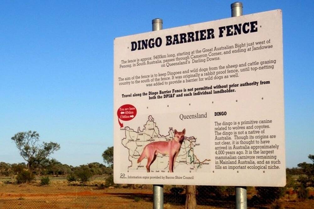 The dingo barrier fence. Photo: Thomas Newsome