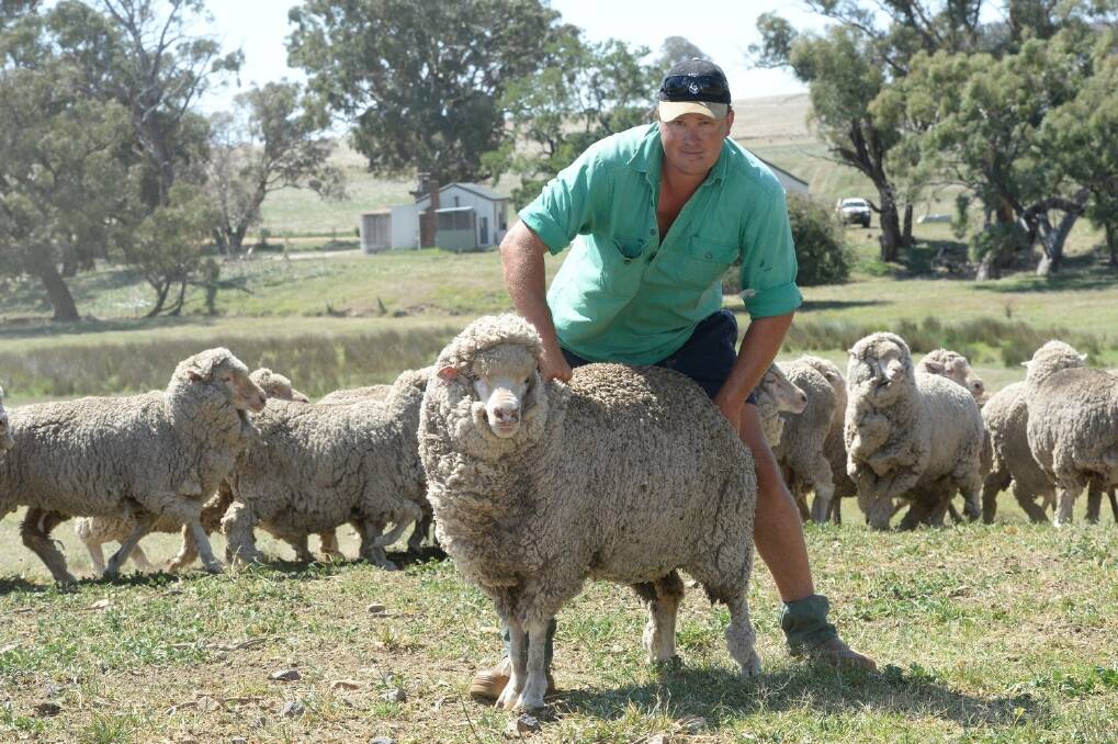Andrew Shannon "Marilba", Bookham with his Merino ewes.