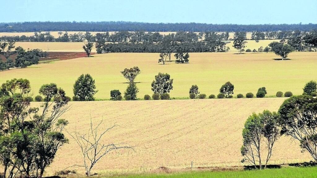 Cropping productivity on “Glengarry” has been maintained by a rigorous attention to soil fertility, involving strategic applications of super, lime and gypsum, minimal tillage and planned rotations.