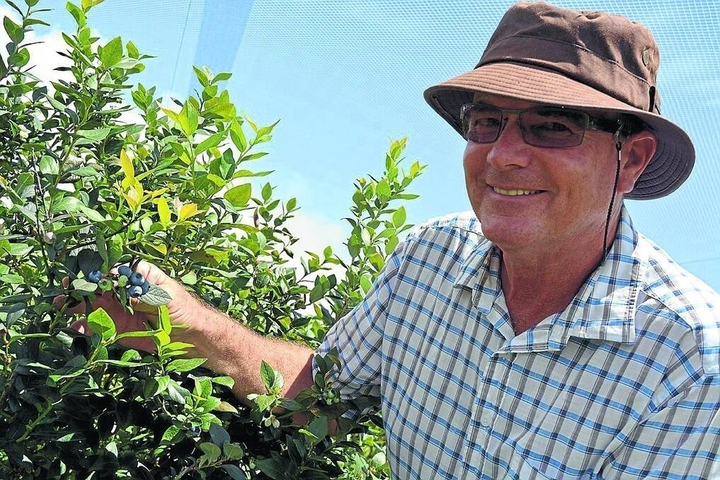 Northern NSW blueberry grower Otto Saeck, “Blueberry Fields”, Brooklet, says Australian berry growers have considerably more built in costs than overseas competitors.