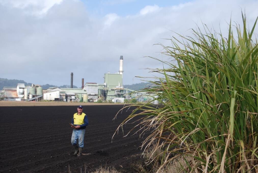 Tweed River sugar producer Dave Cowderoy in his cane fields with the Condong sugar mill behind.