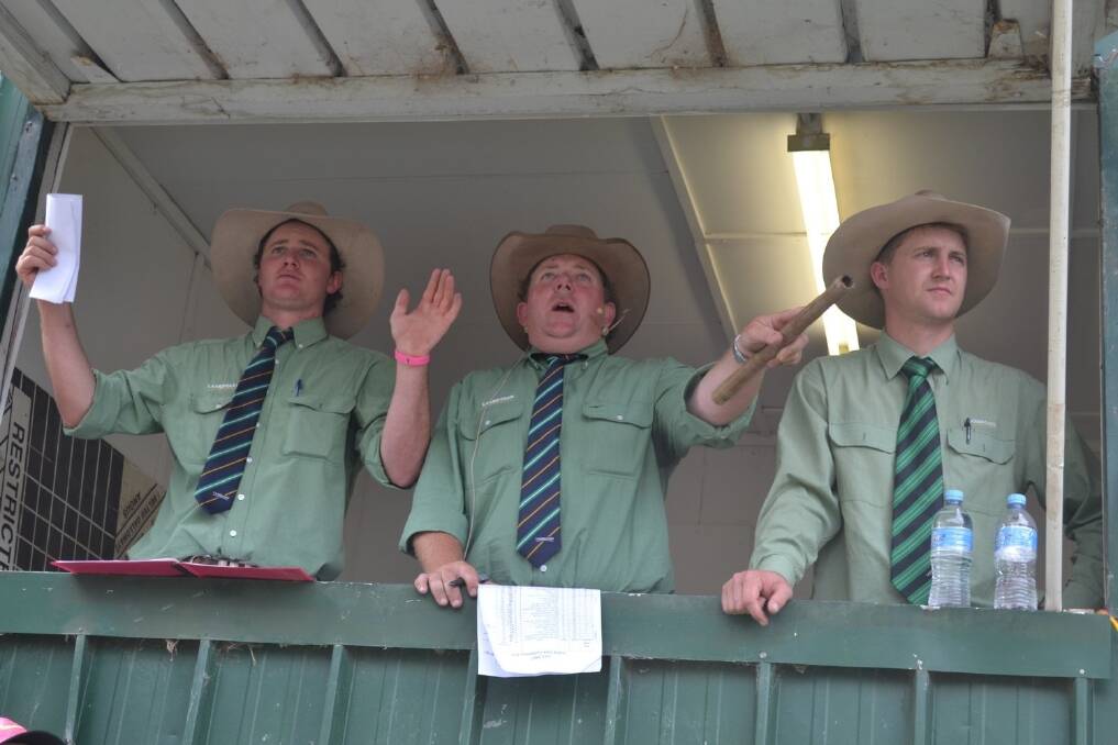 Landmark agents Charlie Croker, Tom Wilding-Davies and Nick Skuse in action during Thursday's steer auction.