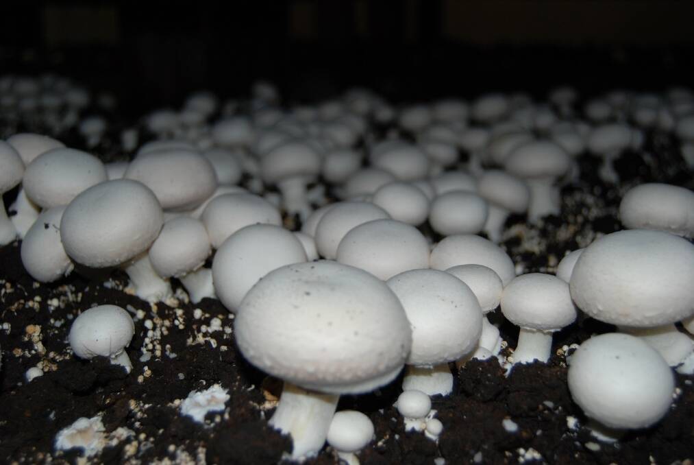 Early mushroom season brings spate of poisonings
