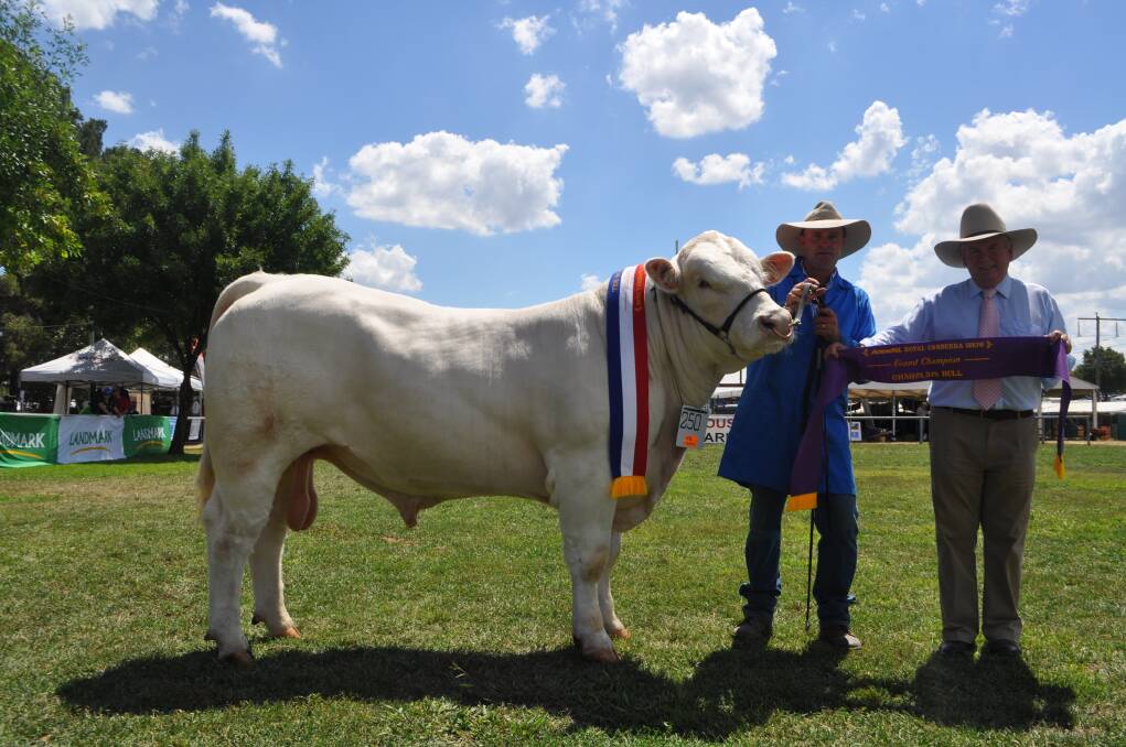 Supreme exhibit Bolong Jim exhibited by Daniel Croker, and sashed by judge Micheal Millner, Rosewood Charolais, Blayney 