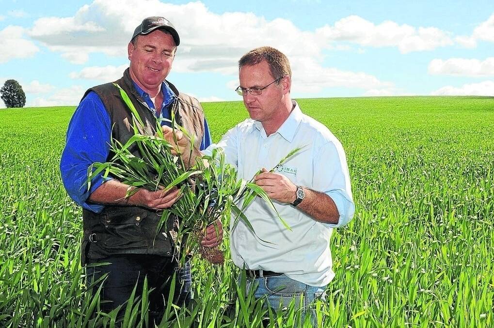 Nick Adams, "New Anglesey", Forbes, checking last year's Gregory wheat with his agronomist, Cameron Corke, IMAG Consulting, Forbes.
