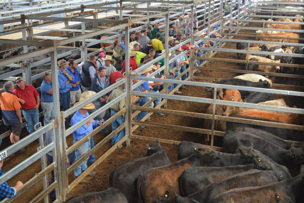 a sharp fall in export beef prices is taking its toll on domestic cattle markets.