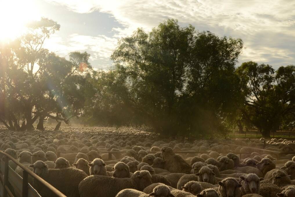 Merino ewes yarded in the early morning during the 2015 Peppin-Shaw Riverina Ewe Flock Forum