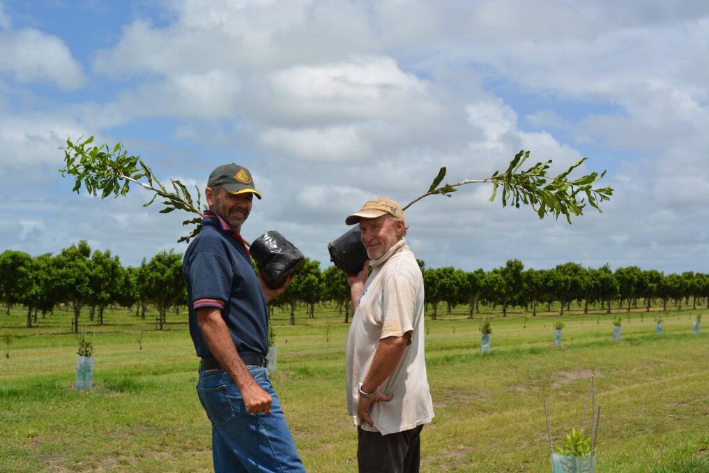 Nut grower Ben Zietsman "Flat Mac" at Empire Vale, right on the beach south of Ballina, and farm worker Gary Alcorn plant new trees.