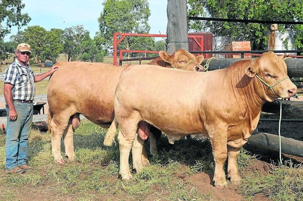 Chris Knox of DSK Charolais and Angus. This year will be the first ever 'DSK Charolais Show Team Shed Sale" to be held at the Sydney Royal Show on Sunday March 29.