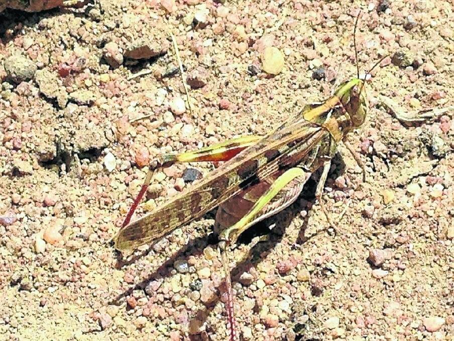 Locusts are hatching in the Central West.