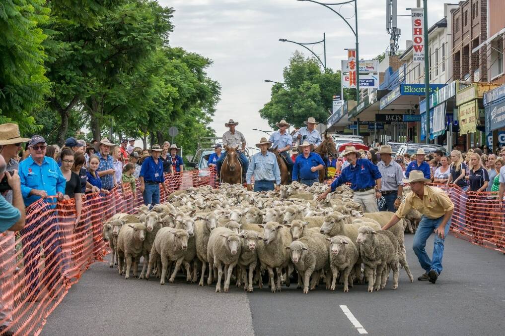 Sheep shock! Camden town mobbed