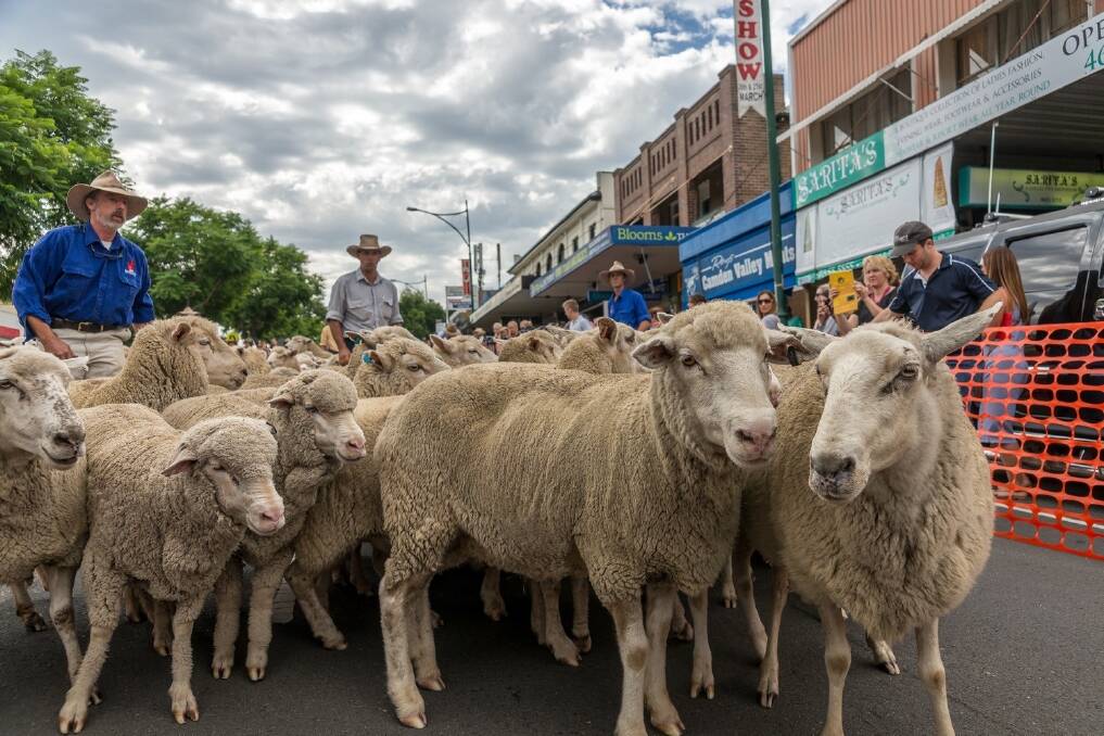 Sheep shock! Camden town mobbed