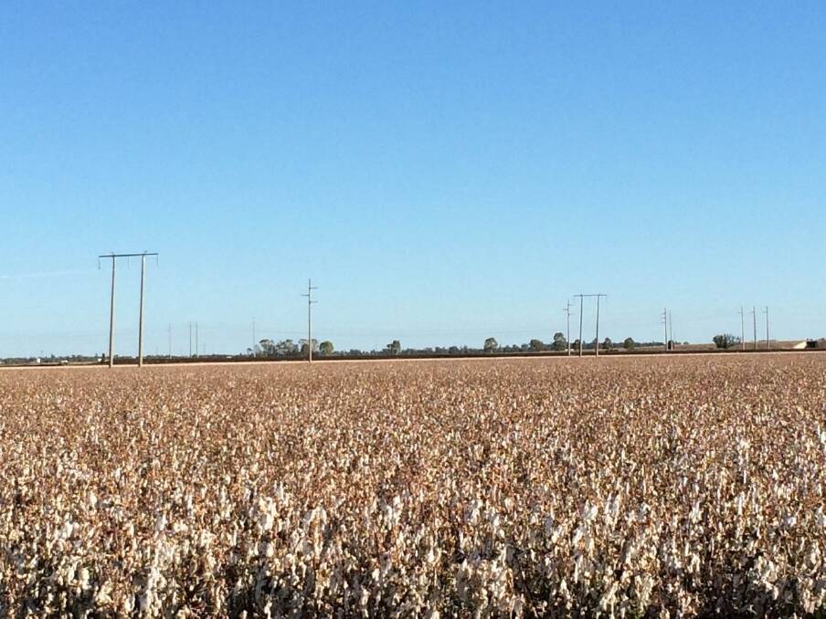 Lach Melbourne's severely hail damaged cotton crop at "Noonameena", Narrabri. 