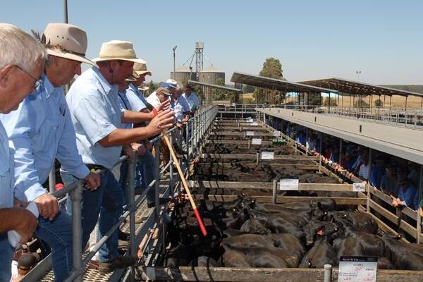 Northern NSW weaner selling hits top gear