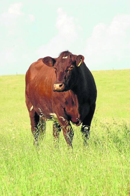 Beef consultant Alistair Rayner, RaynerAg, Tamworth, suggests breeding longevity into the herd as a way of improving profitability.