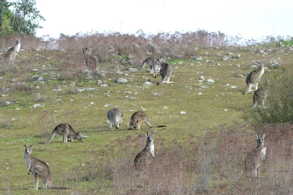 Peru received its first shipment of Australian kangaroo meat last month.