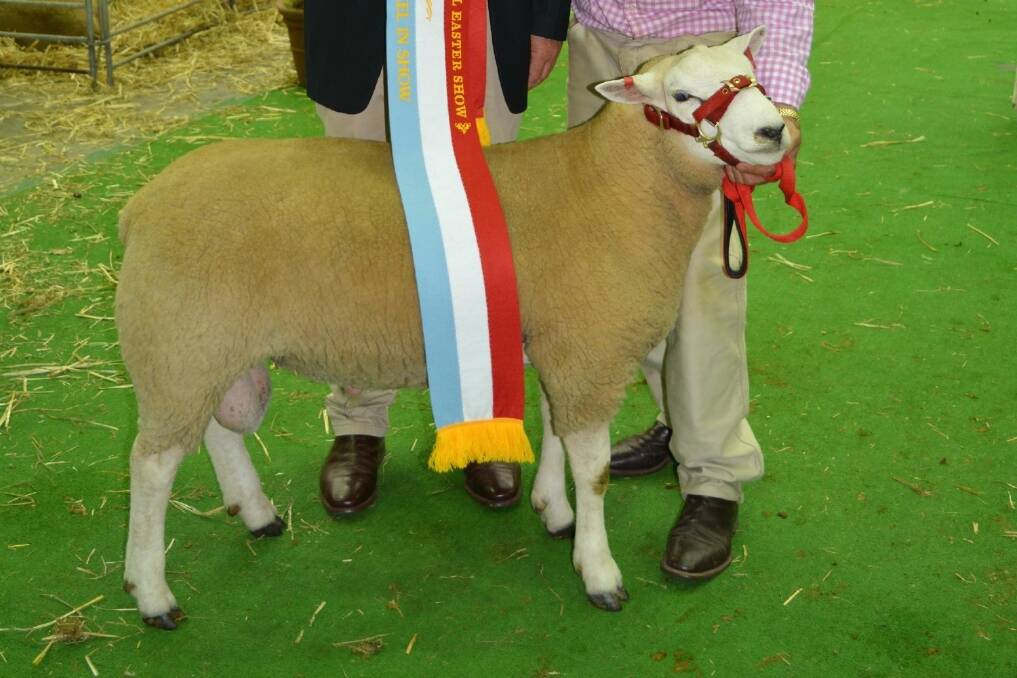 The 2015 supreme Texel, exhibited by Andy Roberts, Jindalee stud, Cootamundra