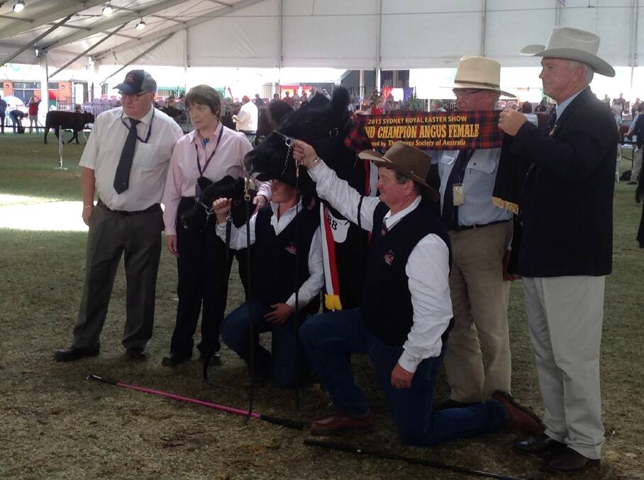 The sashing of the grand champion Angus female, PC MS Expedition H304.