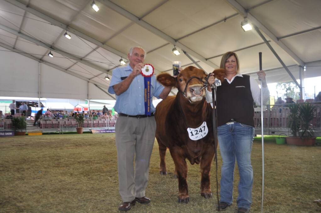 Allen Anderson, Crookwell, sahsing the Simmental best exhibit, held by Kirrily Iseppi, GK LIvestock, Dalby, Queensland. 