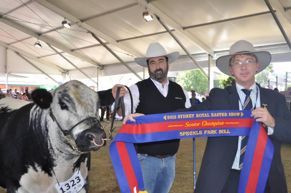 Greg Ebbeck, Six Star Speckle Parks, lead the best exhibit bull with John Bennett, "Riggle Pine", Nowra, presenting the ribbon.