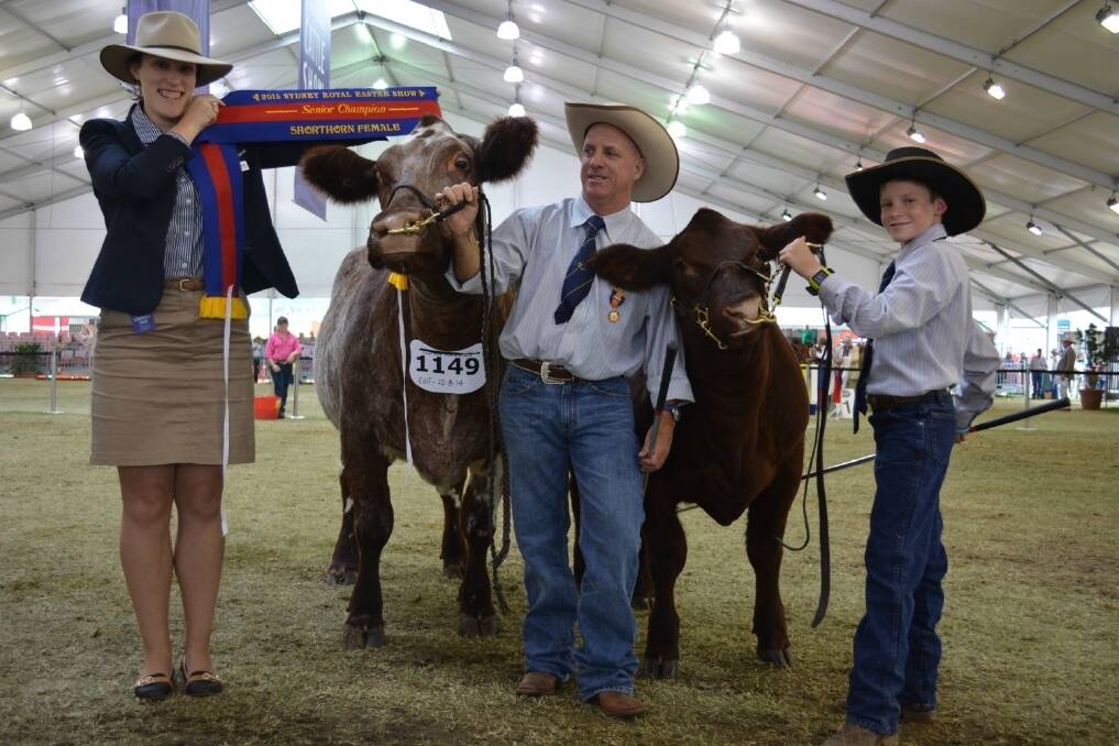 Rural Achiever Kylie Schuler sashes the grand champion female and best Shorthorn exhibit, held by Steve and Cooper Carter.