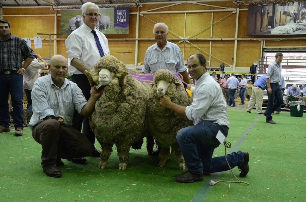 RAS Sheep and Wool chairman Tim Slack-Smith sashes Nerstane's National Merino Pair with John McLaren and sons, Hamish and Jock, Walcha.