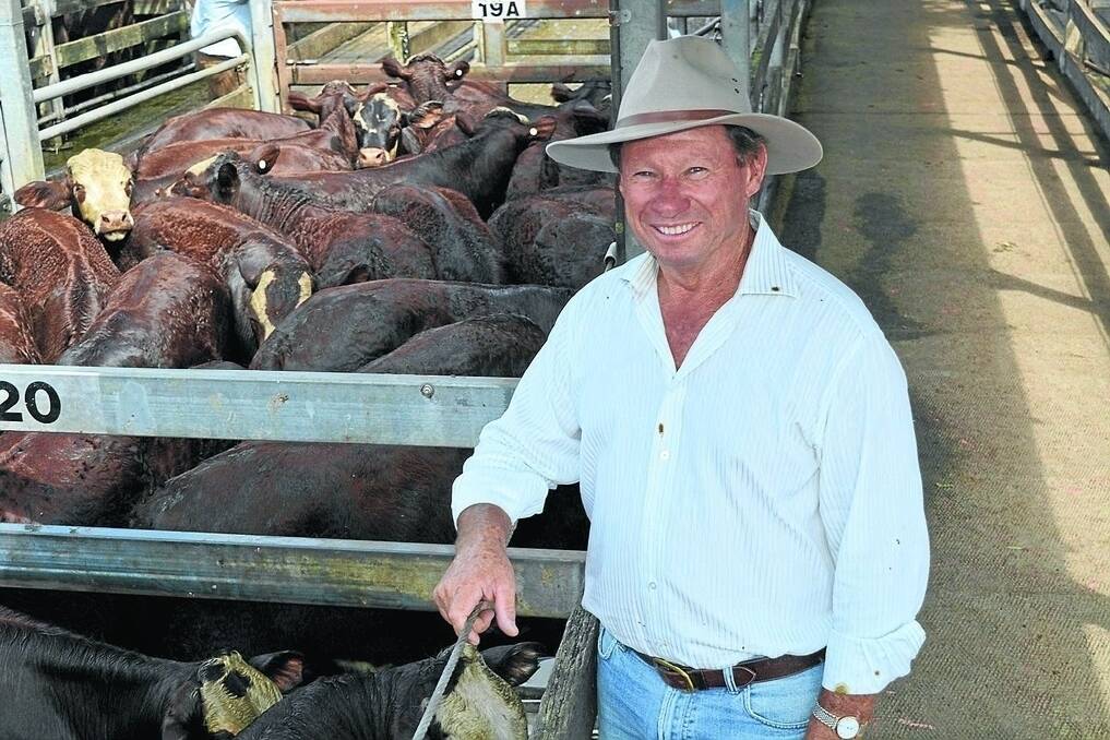 Greg Upton, "Upton Pastoral", Walcha, with Santa-Hereford steers he purchased from John and Maree Smith, "Glen Ayr", Woodenbong.