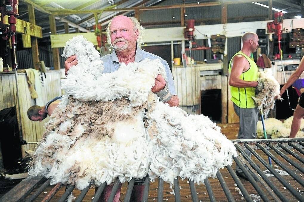 Terry Dolbel shearing at "Milton Vale" checking the fleece from his two tooth replacement Merino rams.