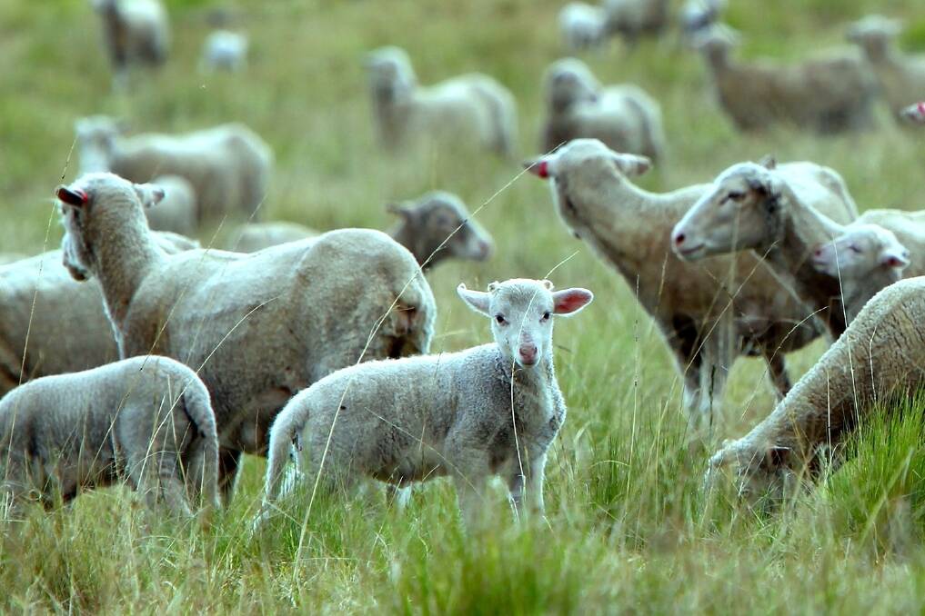 Research into supplement use in sheep flocks