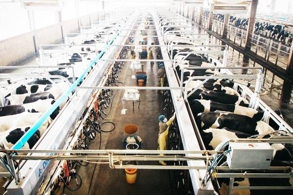 One of the three milking shifts that run every 24 hours at an AustAsia dairy in Shandong Province, China.