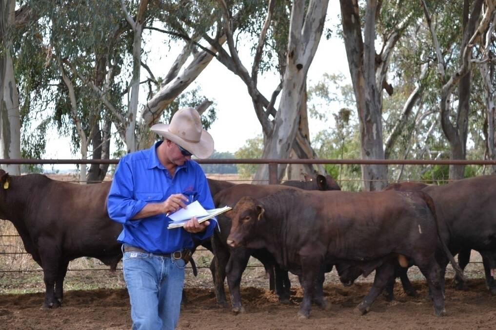 Naryilco Station manager Ian "Stretch" Halstead assesses Santa Gertrudis bulls for S. Kidman and Co at  a bull selection day at  former Condobolin breeding joint venture property "Kidman Park".