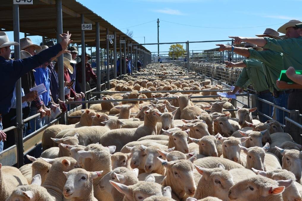 Lamb prices year on year have increased across all categories, with year to date light lamb prices up 19 per cent.