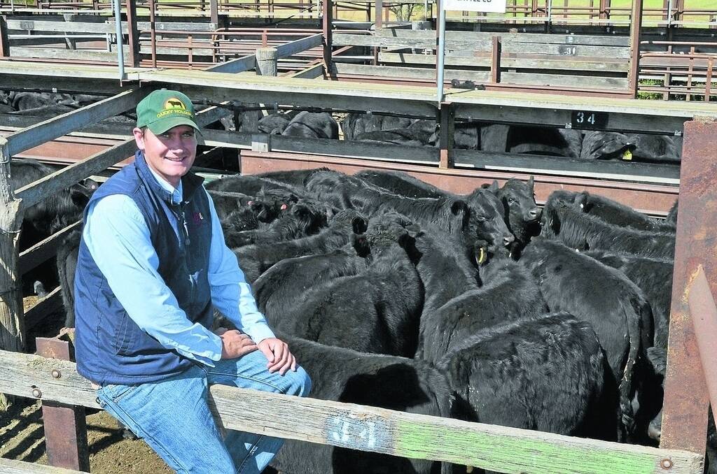 Keiran te Velde, Bob Jamieson Agencies, Inverell, bought 536 head for clients at the Kilburnie sale on Wednesday last week, paying between 259 cents a kilogram and 282c/kg.
