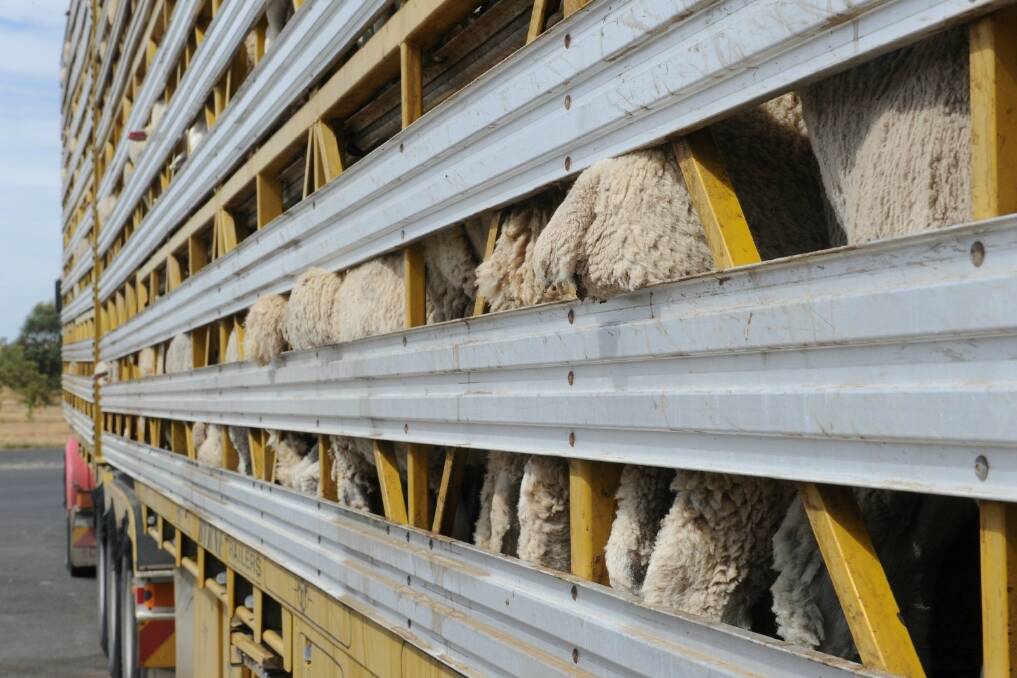 Sheep euthanised after truck rollover